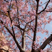 Ealry-blooming Cherry Blossom (Zakura)